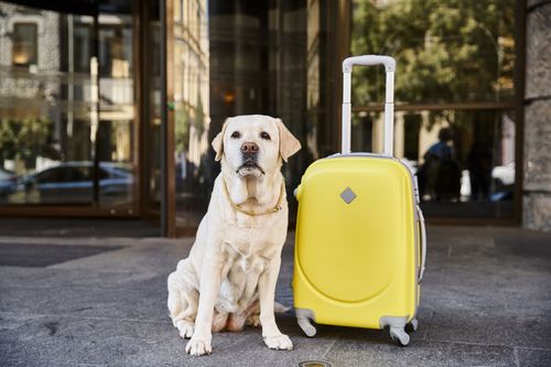 Warum Traum-Ferienwohnungen für den Urlaub mit Hund?