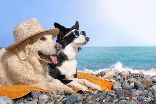 Urlaub mit Hund an der Ostsee - Ihr hundefreundliches Ferienhaus wartet!