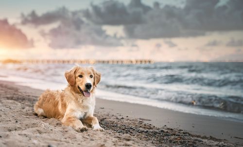 Entspannter Urlaub mit Hund: Ihre tierfreundliche Ferienunterkunft wartet!