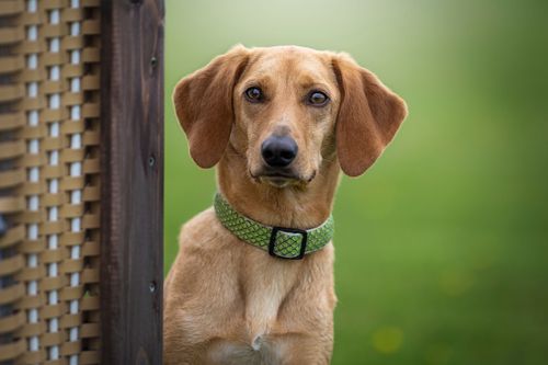 Kann man in Büsum gut Urlaub mit Hund machen?
