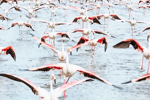Die französische Camargue: