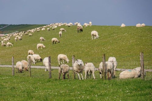 Welche Regionen sind für einen Urlaub in Carolinensiel besonders beliebt?