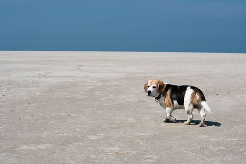 Urlaub mit Hund in St. Peter-Ording - hundefreundliche Ferienhäuser entdecken!
