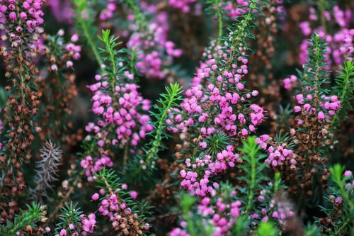 Erleben Sie traditionelle Feste