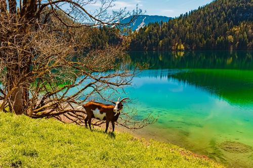 Tirol entdecken - Ferienwohnung oder Ferienhaus in Tirol mieten