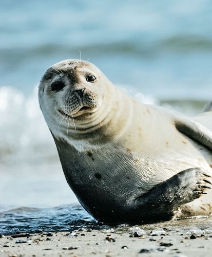 Auf Rettungsmission: