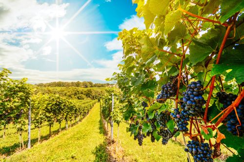 Lohnende Ausflüge im Hunsrück
