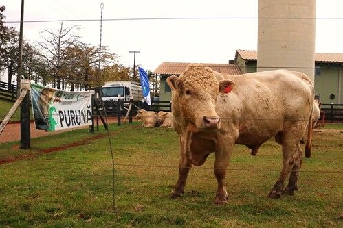 Pecuaristas de Campo Mourão recebem touros reprodutores da raça Purunã