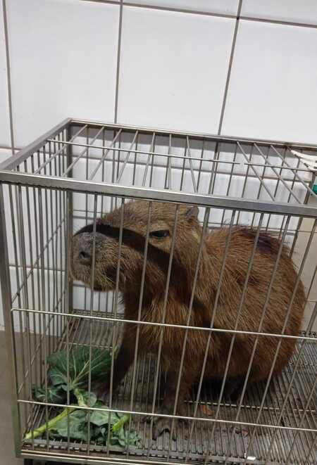 Capivara ferida é resgatada e tratada na clínica veterinária do Centro Universitário Integrado