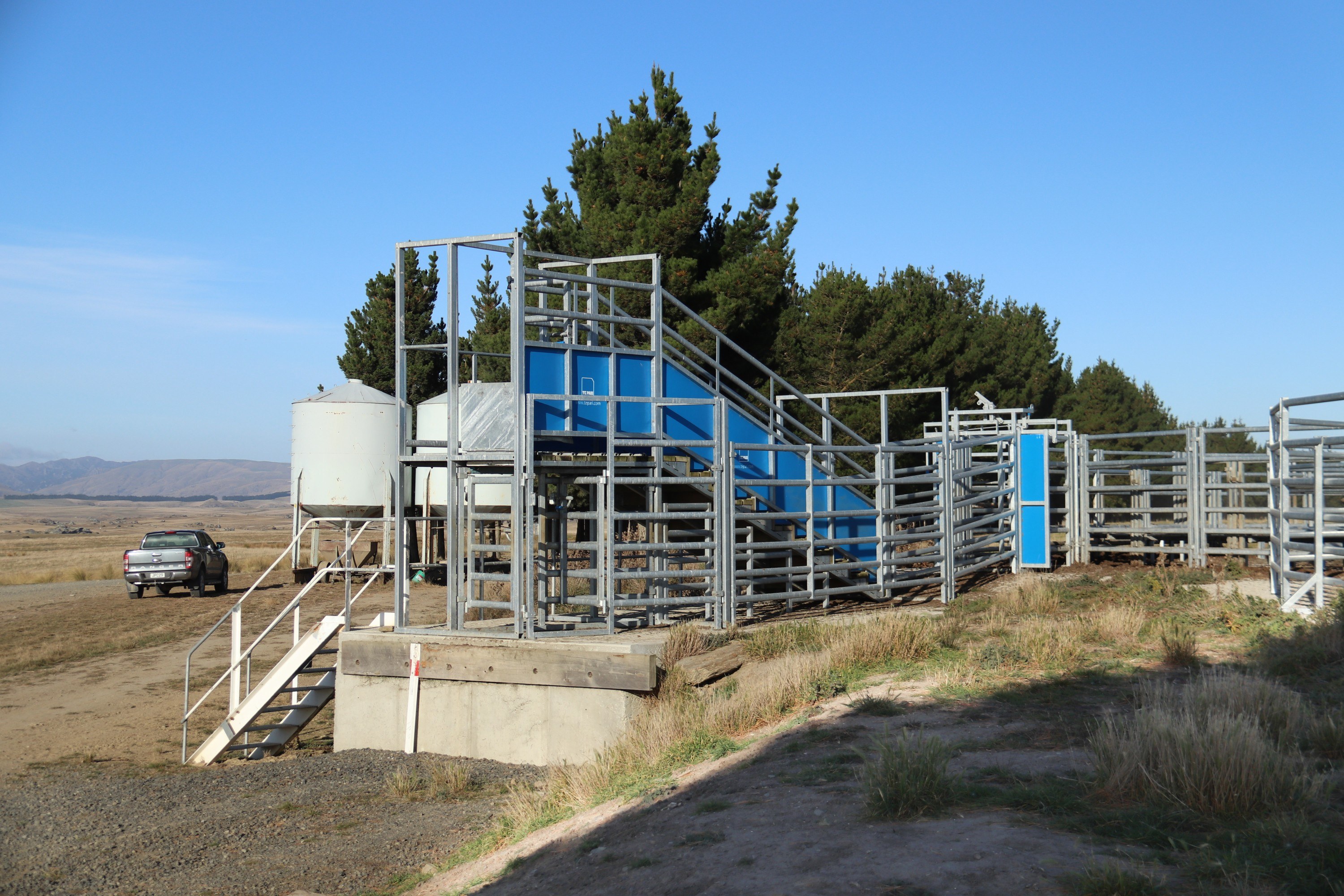 Dual-height cattle loading ramp installed in a livestock yard