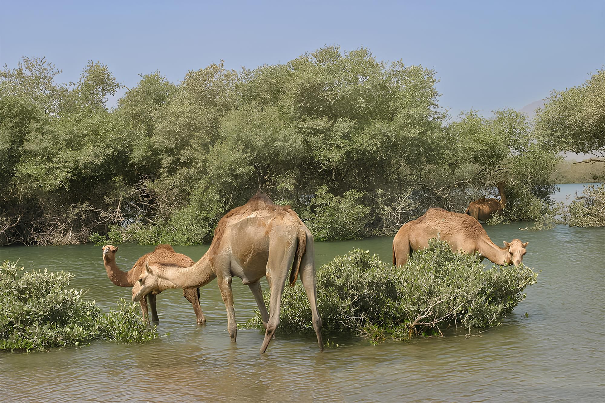 Al Zorah Nature Reserve