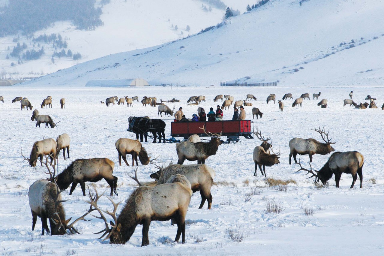 Jackson Hole Sleigh Rides - Jackson Hole Traveler