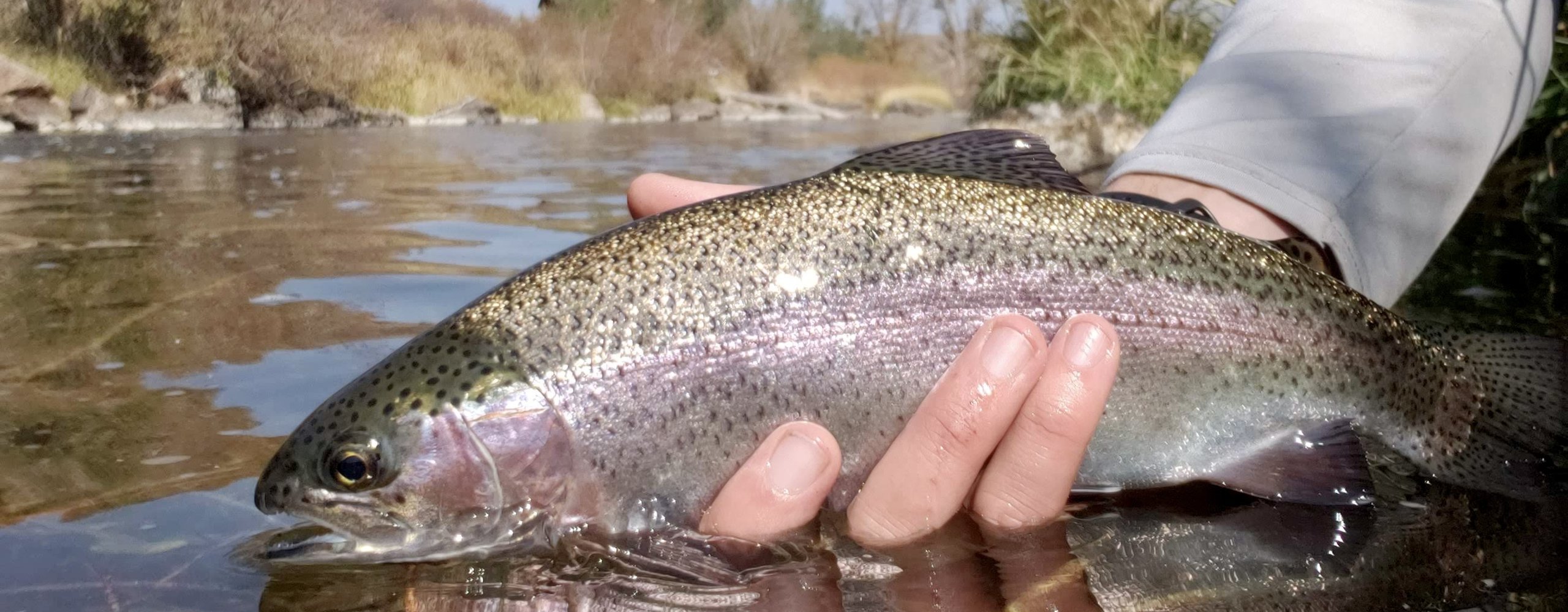 Best Front Range Fly Fishing (Pre / Post Runoff) - Colorado