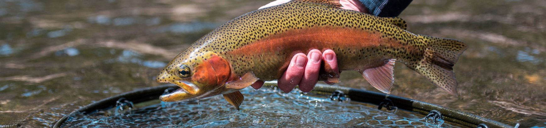 Don't handle fish with gloves on. If you cant handle a little cold water  don't fly fish in the winter. : r/flyfishing