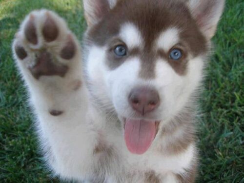 reasons-huskies-are-the-worst-indoor-dog-breeds-of-all-time-15259232528c4pl-e1533324189792.jpeg