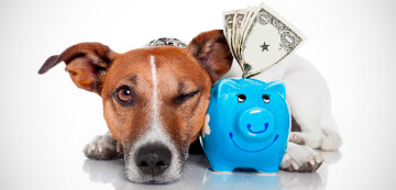 Como calcular o lucro do seu Pet Shop?