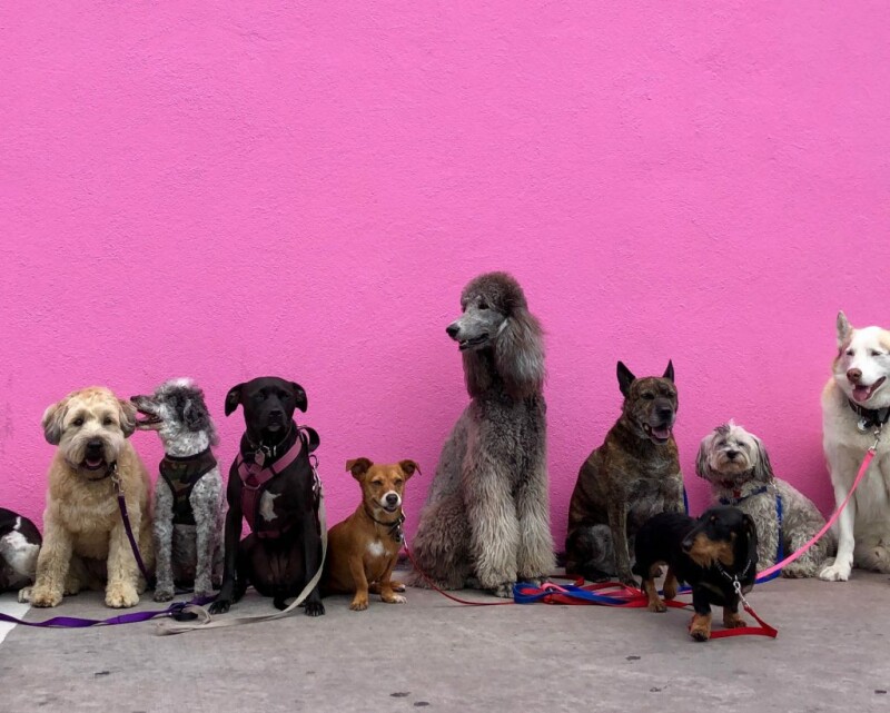 dogs2-1024x820.jpeg