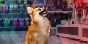 Como Montar um Pet Shop: O que você precisa saber
