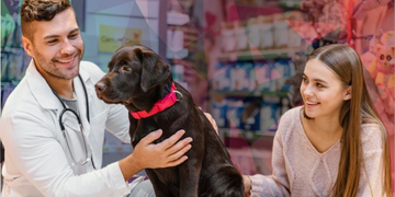 Gestão de Pet Shop: Entenda os Níveis de Aplicação