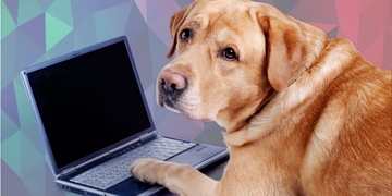Dados Fiscais: O que é CFOP e Como utilizar na Pet Shop