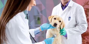 Empreender na Medicina Veterinária: 5 Dicas