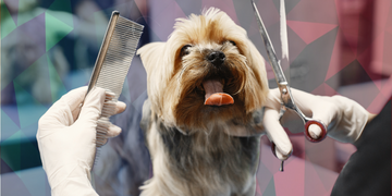 Serviços para Pet Shop: Como inovar?