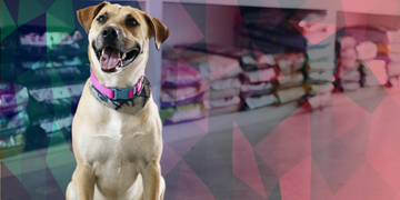Histórico e Fidelização de Clientes em Pet Shops
