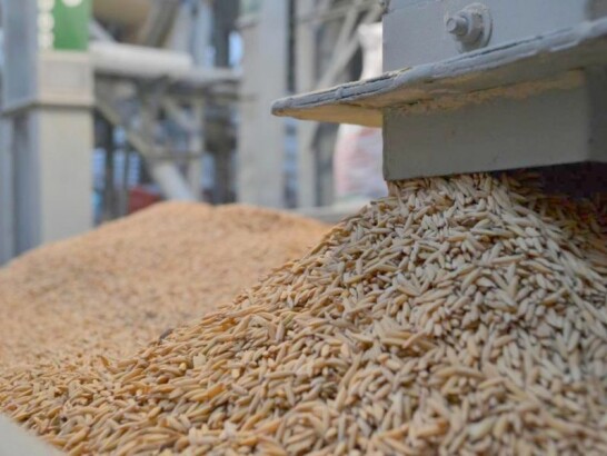 arroz-imagem-1.jpeg arroz-imagem-1.jpeg