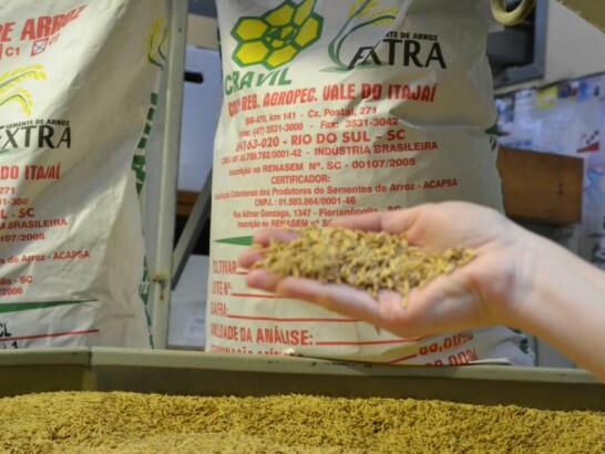 arroz-imagem-2.jpeg arroz-imagem-2.jpeg