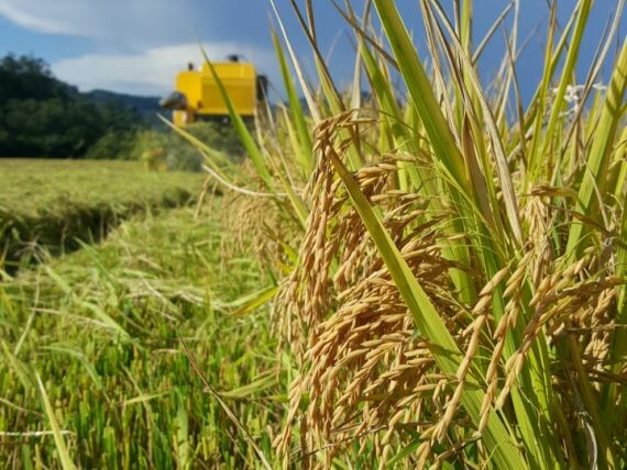 As maiores produtividades de arroz estão no Alto Vale