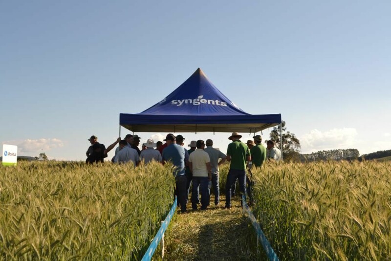 Cravil realiza Dia de Campo de Triticale-11.jpg