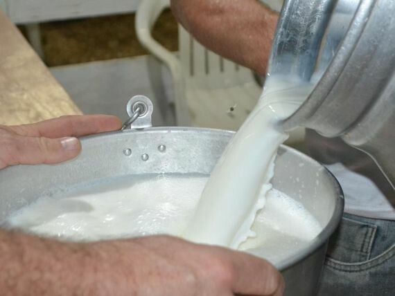 IN 76 e 77 aumentam exigências na cadeia produtiva do leite