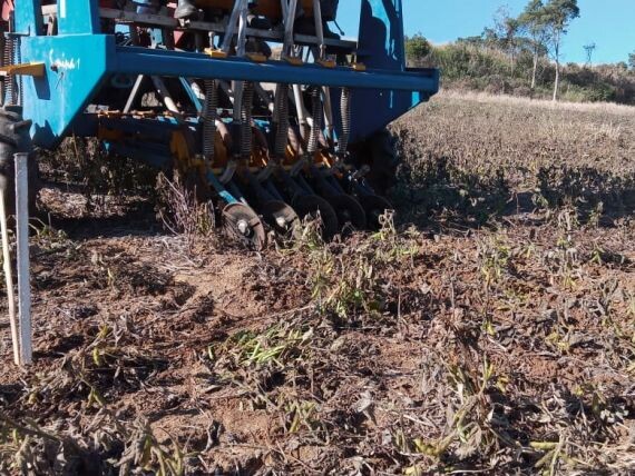 SC tem áreas experimentais de cereais de inverno