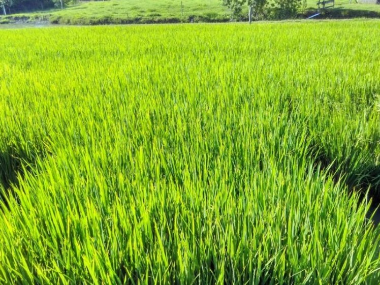Cravil apresenta ensaio para cultivar destinada ao arroz branco