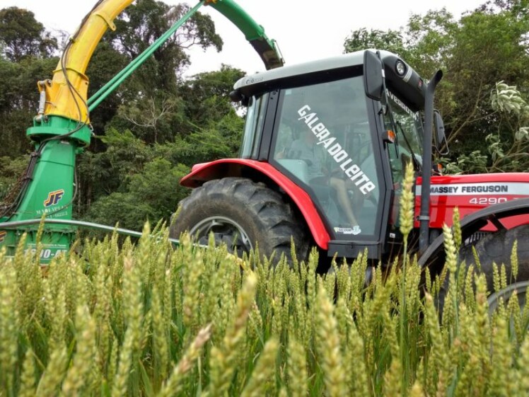 Produtores iniciam colheita de trigo para silagem