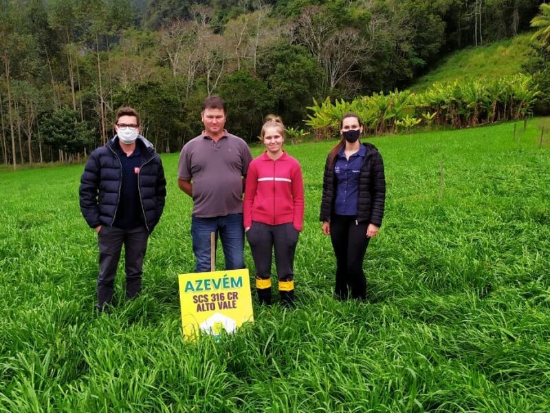 Azevém SCS 316 CR Alto Vale-2.jpg