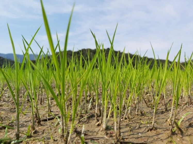 Cravil incentiva pesquisa sobre desempenho da semente de arroz