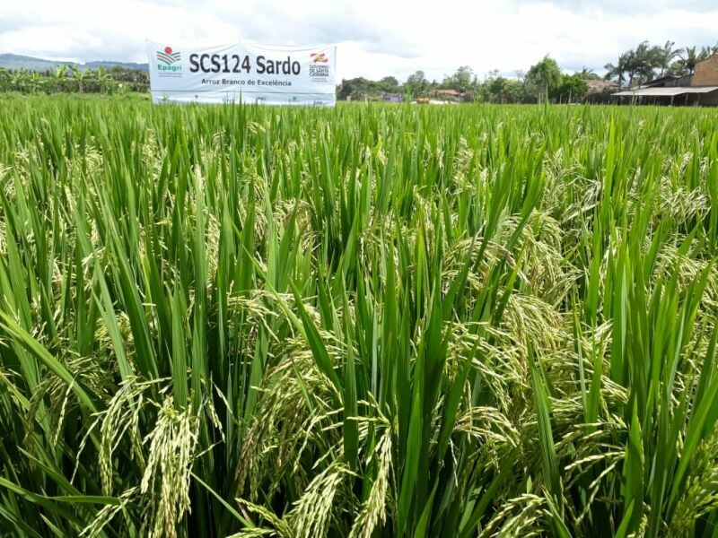 Cravil participa da Abertura Oficial da Colheita de Arroz em SC-1.jpeg