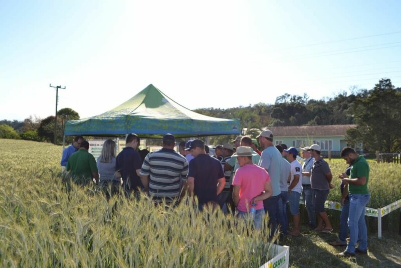 Cravil realiza Dia de Campo de Triticale-16.jpg