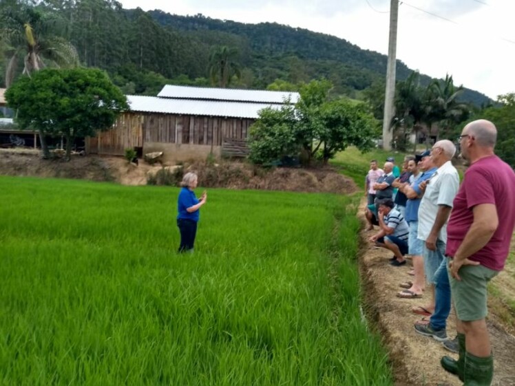 Produtores de arroz participam de capacitação