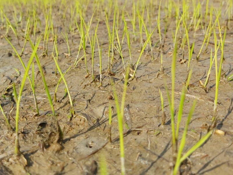 Cravil incentiva pesquisa sobre desempenho da semente de arroz-2.jpeg