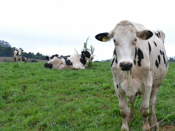 SC tem focos de raiva bovina