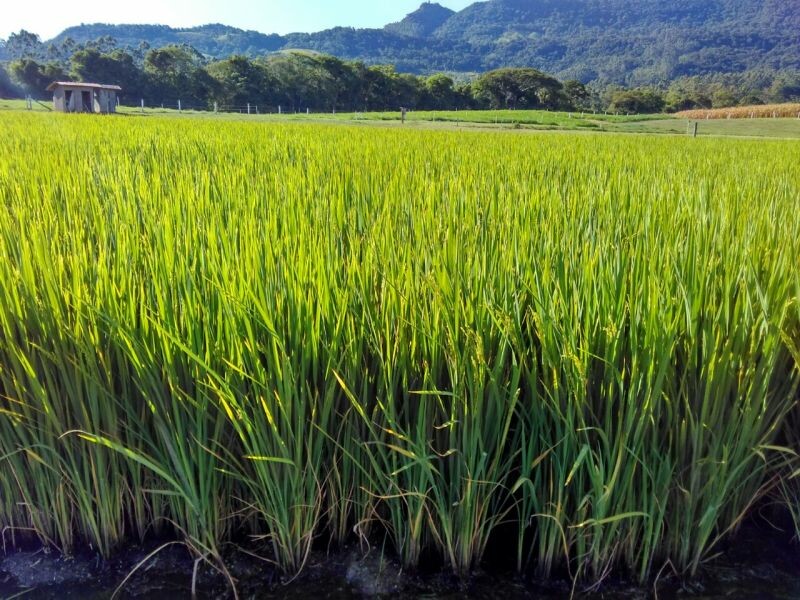 Cravil apresenta ensaio para cultivar destinada ao arroz branco-1.jpeg