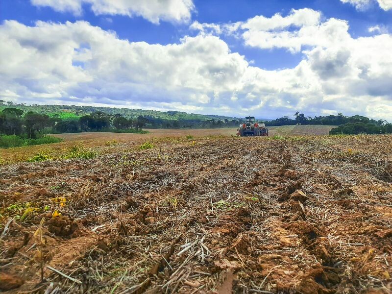 Cultivo de cereais de inverno cresce na região-1.jpeg