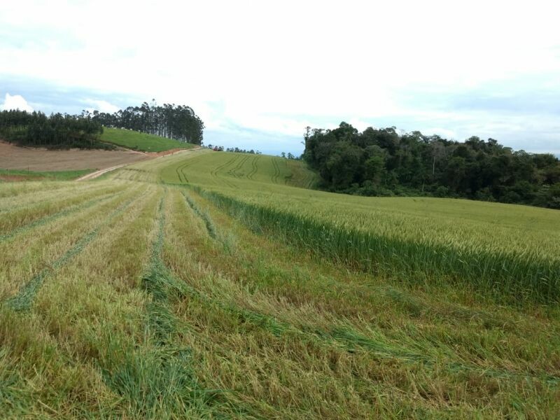 Produtores iniciam colheita de trigo para silagem-1.jpeg