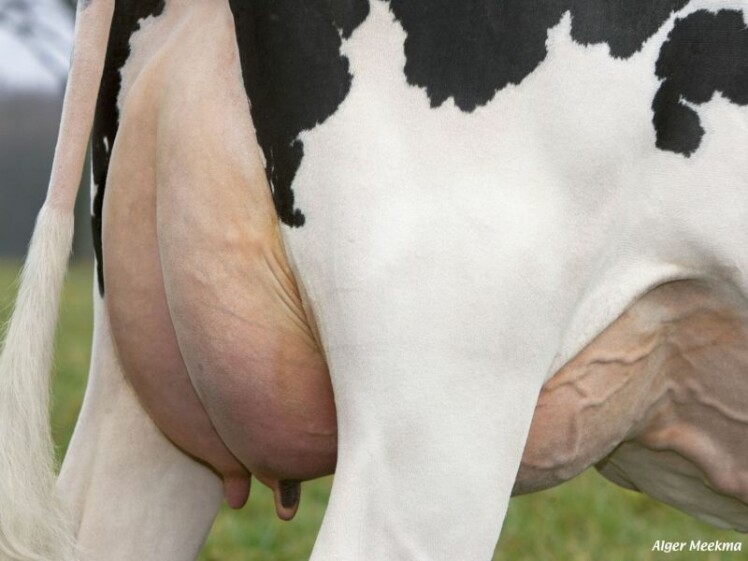 Mastite, doença pode afetar a qualidade do leite