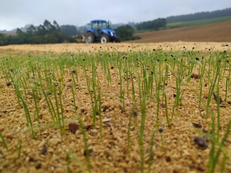 Produtores de cebola iniciam nova safra