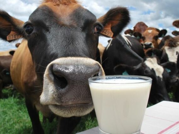 Novas regras para produção de leite no Brasil já estão em vigor