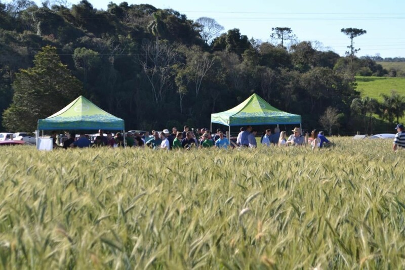 Cravil realiza Dia de Campo de Triticale-17.jpg