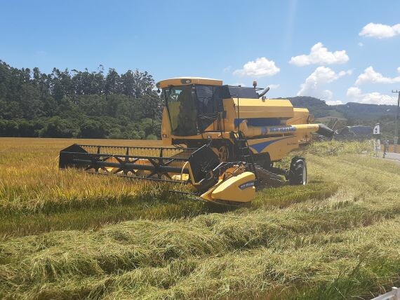 Produtores iniciam colheita na região